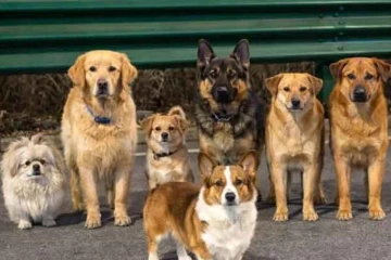 ලොවේම ආදරය දිනූ මස් කරන්න රැගෙන ගිය සුරතලුන් 7 දෙනාගේ අපූරු කතාව