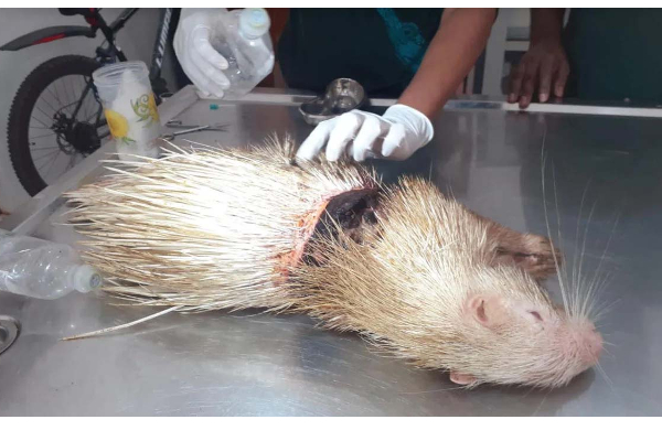 இலங்கையில் கண்டுபிடிக்கப்பட்ட அரியவகை உயிரினம்: தீயாய் பரவும் புகைப்படம் | Srilanka White Hedgehogs Viral Photo