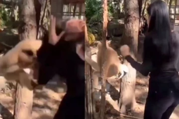 சீண்டிய பெண்ணை அடுத்த நொடியே பழி தீர்த்த குரங்கு! இது தேவையா? பரிதாப நிலைய பாருங்க