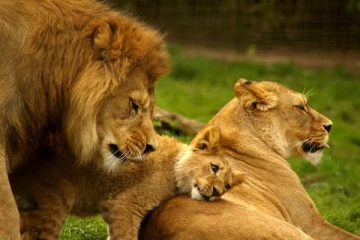 சிங்கங்களையும் ஏற்றுமதி செய்ய திட்டமிடும் விவசாய அமைச்சு: அம்பலமான தகவல்!