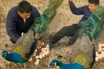 மயிலின் முட்டையை எடுத்த நபர்! நொடியில் கிடைத்த தண்டனை