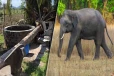 கந்தளாய் பகுதிகளில் அதிகரிக்கும் யானை அச்சுறுத்தல் - அரசிடம் விடுக்கப்பட்டுள்ள கோரிக்கை