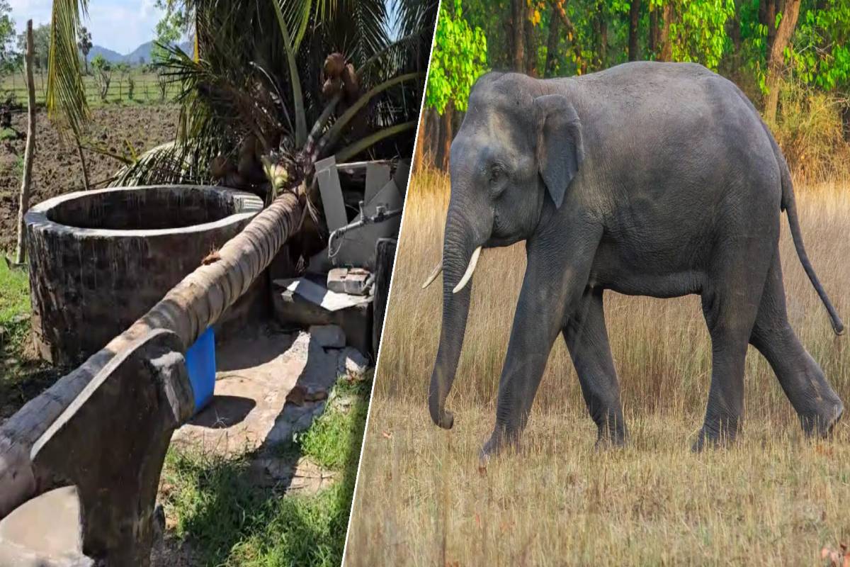 கந்தளாய் பகுதிகளில் அதிகரிக்கும் யானை அச்சுறுத்தல் - அரசிடம் விடுக்கப்பட்டுள்ள கோரிக்கை