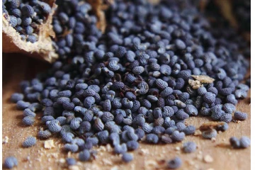 போதையேற்றும் கசகசாவை ஆண்கள் சாப்பிட்டால் என்ன நடக்கும் தெரியுமா?