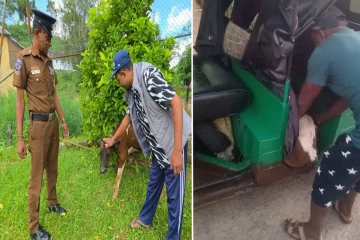 வெசாக் தினத்தில் சட்டவிரோதமாக ஏற்றி வரப்பட்ட மாட்டுடன் மூவர் கைது..!