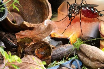 திருகோணமலையில் டெங்கு பரவும் விதத்தில் செயற்பட்ட 14 பேருக்கு எதிராக வழக்கு பதிவு