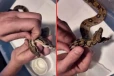 viral video:இரட்டை தலை பாம்புக்கு தோல் உரித்துவிடும் நபர்... மெய்சிலிர்க்கும் காட்சி