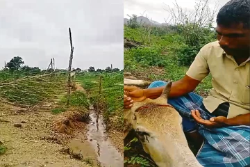 கால்நடைகளுக்கு ஏற்படும் அவலநிலை : மயிலத்தமடுவில் இடம்பெறும் அராஜகம் (Video)