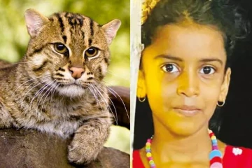 பூனை கீறியதால் உயிரிழந்த 11 வயது சிறுமி: கேரளாவில் சோக சம்பவம்