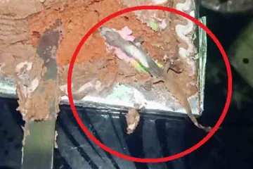 பிறந்தநாளுக்கு வாங்கிய கேக்கில் பல்லி ; இரண்டு சிறுவர்கள் வைத்தியசாலையில்