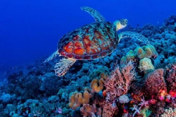 காலநிலை மாற்றத்தால் அழிந்து வரும் அவுஸ்திரேலியாவின் மிகப்பெரிய பவளப் பாறை!