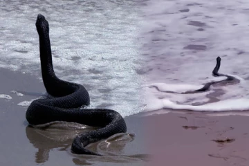 கடல் அலைகளில் அடித்து கரைக்கு வந்து விளையாடிய கருப்பு ராஜ நாகம்: வைரல் காணொளி
