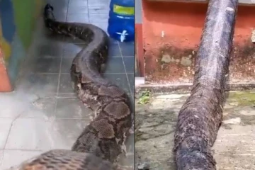 அம்மாடியோவ்... எவ்வளவு பெரிய மலைப்பாம்பு - அதிர்ச்சியில் உறைந்த பார்வையாளர்கள்