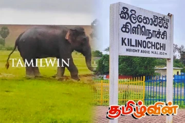 கிளிநொச்சியில் கால் வீங்கிய நிலையில் துன்பப்படும் யானை