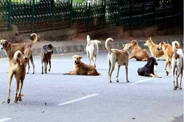 street dogs