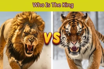 காட்டிற்கு ராஜா சிங்கமா அல்லது புலியா? இவ்ளோ நாள் இது தெரியாம போச்சே