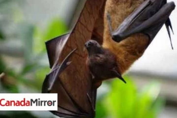 வவ்வாலிடம் இருந்து மனிதர்களிடம் பரவிய கொரோனா! அதிர்ச்சியில் மக்கள்