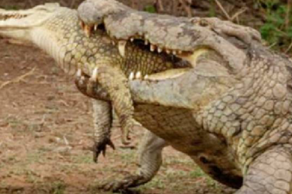 பசியால் முதலையை முதலையே உண்ணும் அரிய சம்பவம் | Crocodile Eating A Crocodile Due To Hunger