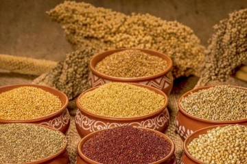 வவுனியாவில் சிறுதானியங்களை பயிரிட்டு அமோக விளைச்சல்