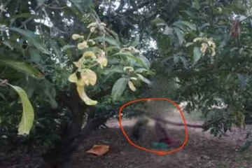 மனைவிக்கு வேறு ஒரு தொடர்பு - மனமுடைந்த கணவன் குழந்தைகளை கொன்று தற்கொலை