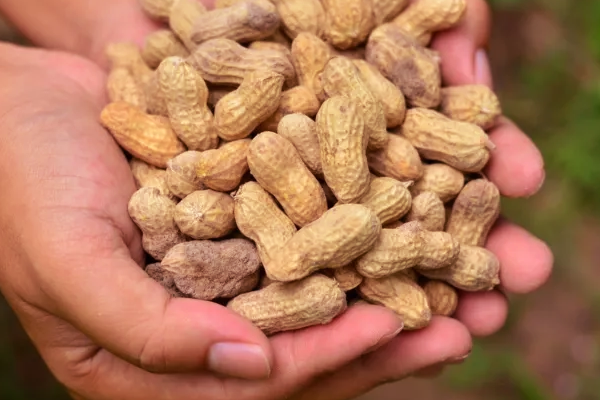 ஒரு நாளைக்கு எத்தனை வேர்க்கடலை சாப்பிடலாம்? யாரெல்லாம் சாப்பிடக்கூடாது? | How Many Peanuts Can Eat In One Day Side Effects ஒரு நாளைக்கு எத்தனை வேர்க்கடலை சாப்பிடலாம்? யாரெல்லாம் சாப்பிடக்கூடாது? | How Many Peanuts Can Eat In One Day Side Effects