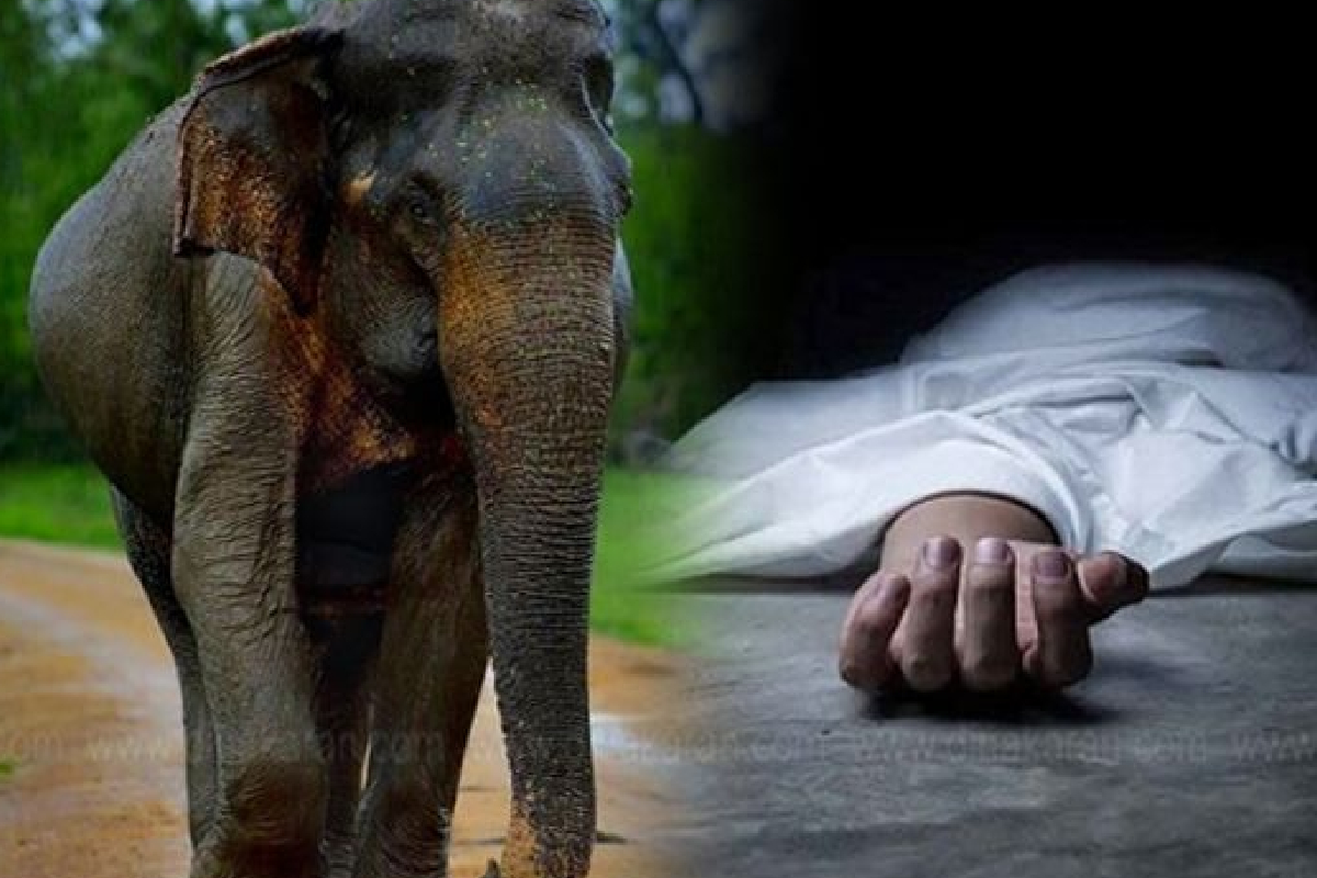 யானை தாக்கி இரு பிள்ளைகளின் தந்தை பலி | Father Of Two Killed In Elephant Attack