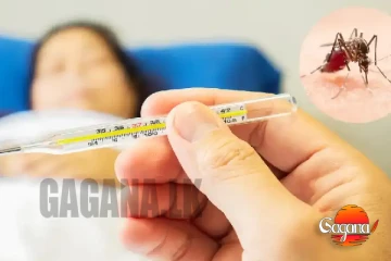 වසරේ මේ දක්වා වාර්තා වූ ඩෙංගු රෝගීන් ඉහළට