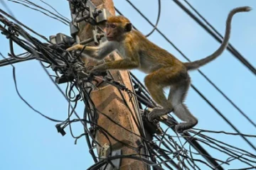 වඳුරෙක් නිසා විදුලිය ගිය රටේ තවත් අන්ධකාරයක් - නීතිඥ සංගමයේ සභාපතිගෙන් සැර කතාවක්