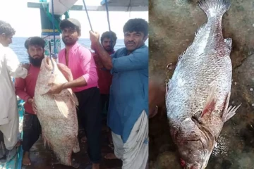 வலையில் சிக்கிய தங்க மீன்: ஒரே இரவில் கோடீஸ்வரரான நபர்