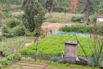 நாட்டில் மரக்கறிகளின் விலைகள் அதிகரிக்கும் அபாயம்