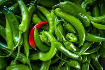 අමු මිරිස් ගිය උඩක් කිව්වලු..