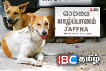 யாழில் பெண் நாய்களை பிடித்து கொடுப்பவர்களுக்கு சன்மானம்! வெளியான அறிவிப்பு