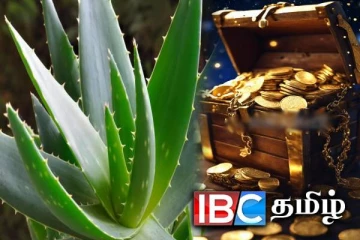 செல்வத்தை அள்ளித்தரும் கற்றாழை : எந்த திசையில் நட வேண்டும் தெரியுமா?