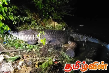 மட்டக்களப்பில் உயிருடன் பிடிக்கப்பட்ட 16அடி முதலை