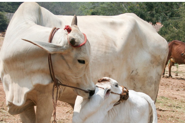 பசுவதையை நிறுத்தினால் உலகில் பிரச்சணை வராது - நீதிமன்றம் | Cow Slaughter Is Stopped Gujarat Court