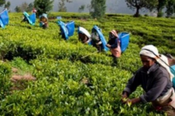 தோட்டத் தொழிலாளர்களின் சம்பள விடயம் தொடர்பில் வெளியாகியுள்ள வர்த்தமானி!