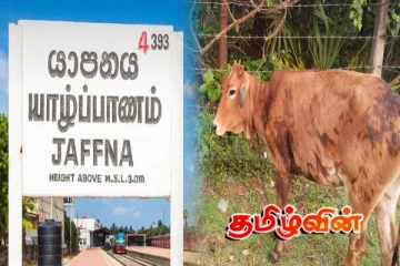 யாழில் மாடுகளை கடத்திச் சென்றவர் கைது!
