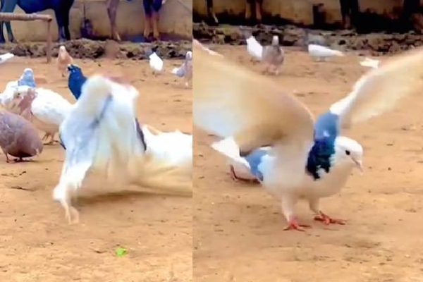 குட்டிக் கரணம் போடும் புறா...மனிதர்களையும் மிஞ்சிய காட்சி! | Viral Video News World