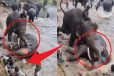 Viral Video: கொடூரமாக மோதிக்கொண்ட இரு யானைகள்