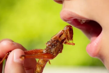 பல வருட கோரிக்கைக்கு கிடைத்த அனுமதி - உணவாகப்போகும் 16 வகை பூச்சிகள்