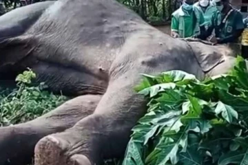 மின்சாரம் தாக்கி யானை பரிதாப மரணம் : சட்டவிரோத மின்வேலியை அமைத்தவர் கைது