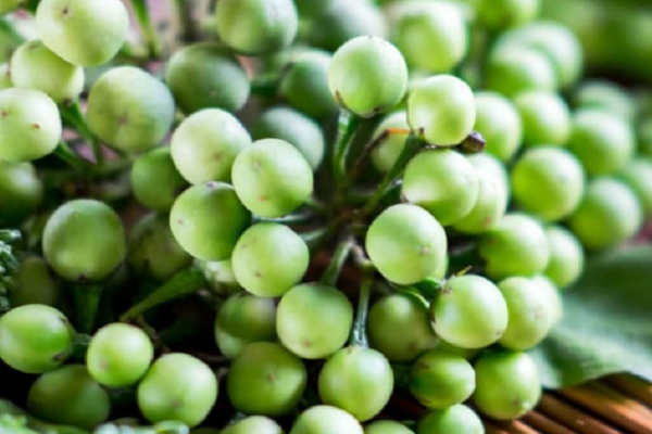 கசப்பான சுண்டைக்காயை தினமும் சாப்பிட்டலாமா? என்ன நடக்கும் தெரியுமா? இனி தெரிஞ்சிக்கோங்க | Health Benefits Of Eating Turkey Berry Or Sundaik