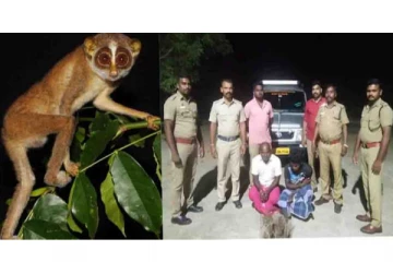 ஆண்மை உணர்ச்சி அதிகரிக்க... இரவில் தேவாங்குகளை கடத்தியவர்கள் அதிரடி கைது!