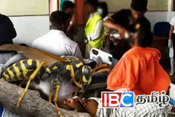 பல்கலை மாணவர்கள் மீது குளவி தாக்குதல் – ஆறு பேர் வைத்தியசாலையில்