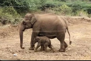 காட்டு யானையின் வருகையால் மின்னேரியா மஹா ரத்மலே கிராம மக்கள் துயரத்தில் உள்ளனர்