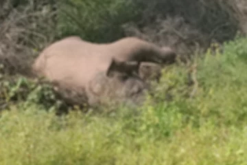 மின்சாரத்தில் அகப்பட்டு காட்டு யானை உயிரிழப்பு
