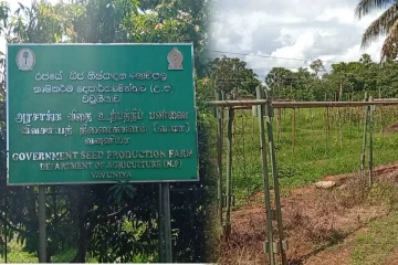 வவுனியாவில் வீட்டுத் தோட்டப் பயிர்ச்செய்கை பாதிப்பு: மக்கள் கவலை