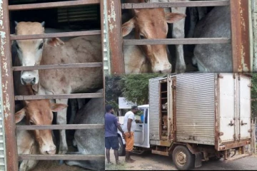 சட்டவிரோதமாக மாடுகள் ஏற்றிச்சென்ற குற்றச்சாட்டில் இருவர் கைது(Photos)