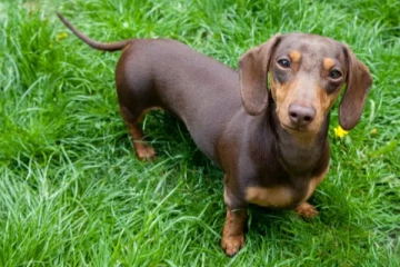 செல்ல நாயால் ஒரே நாளில் கோடீஸ்வரரான அதிர்ஷ்டக்காரர்....எப்படி தெரியுமா?