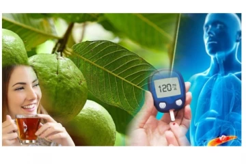 தினமும் கொய்யா இலை நீர் குடித்து வந்தால் எண்ணற்ற நன்மைகள் கிடைக்குமாம்!